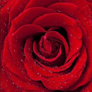 Meet your Posher, Cheyanne